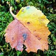 Colorful Fall Leaf Poster