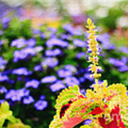 Colorful Garden Scene Poster