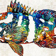 Colorful Grouper 2 Art Fish By Sharon Cummings Poster