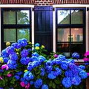 Colorful Hydrangea At The Windows. Giethoorn. Netherlands Poster