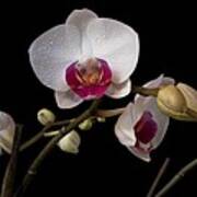 Colorful Moth Orchid Poster