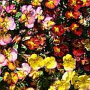 Colorful Pansies Poster