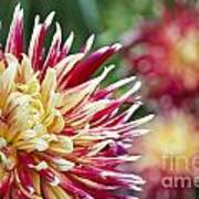 Colorful Red And Yellow Dahlias Poster