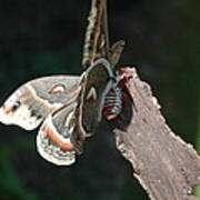 Columbia Silk Moth I Poster