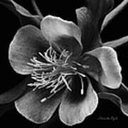 Columbine In Black And White Poster