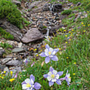 Columbines With Waterfall Poster