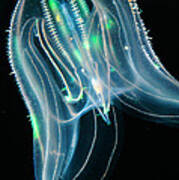 Comb Jelly Poster
