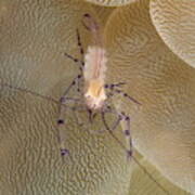 Commensal Shrimp Poster