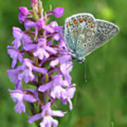 Common Blue Butterfly Poster