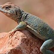 Common Collared Lizard Poster