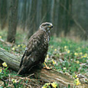 Common European Buzzard Poster