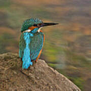 Common Kingfisher Poster