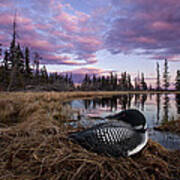 Common Loon On Bog Nest British Columbia Poster