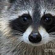 Common Raccoon Poster