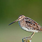 Common Snipe Poster