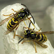 Common Wasps Poster