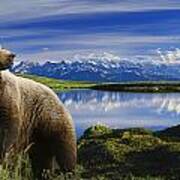 Composite Grizzly Stands In Front Of Poster