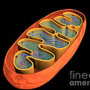 Conceptual Image Of Mitochondria Poster