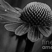 Cone Flower Bw Art Velvet Poster