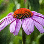 Cone Flower Poster