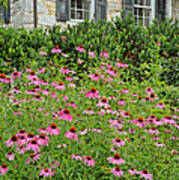 Coneflowers Poster