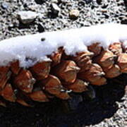 Pine Cone Poster