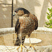 Cooper's Hawk At The Bird Bath Poster