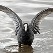 Coot In Water Poster