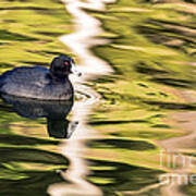Coot Reflected Poster