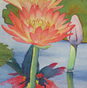 Coral Waterlilies Poster