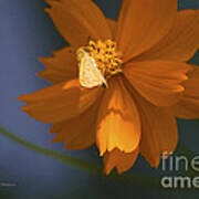 Coreopsis Poster