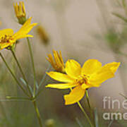 Coreopsis Poster