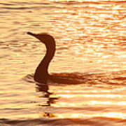 Cormorant At Sunrise Poster