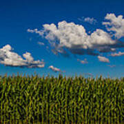 Corn Field Poster