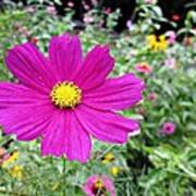 Cosmos In The Wild Garden Poster