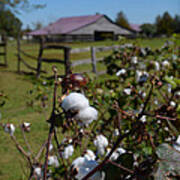 Cotton Farm Poster