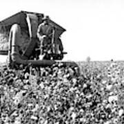 Cotton Picker In Action Poster