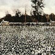 Cotton Plantation Poster