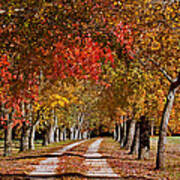 Country Lane In Autumn Poster