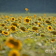 Country Sunflowers Poster