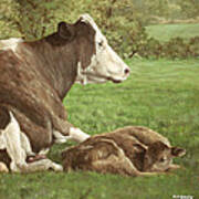 Cow And Calf In Field Poster
