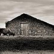 Cow Grazes At Rustic Barn Poster