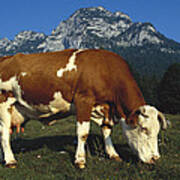 Cow Grazing In Field Bavaria Poster