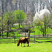 Cow Grazing In Pasture In Spring Poster