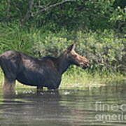 Cow Moose Breakfast Poster