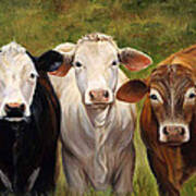 Cow Painting Of Three Amigos Poster