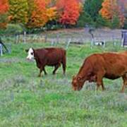 Cow Pasture Poster