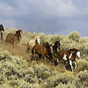 Cowboys Herding Horses Through Sagebrush Poster