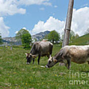 Cows - Durmitor National Park - Montenegro Poster