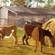 Cows Hay And Barn In Louisiana Poster